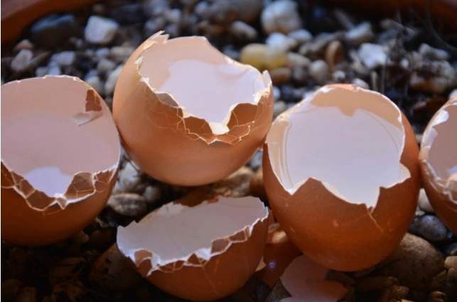 Eggshell and calcium importance